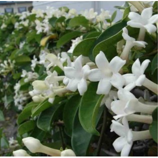 Stephanotis floribunda (jasmin de Madagascar)