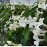 Stephanotis floribunda (jasmin de Madagascar)