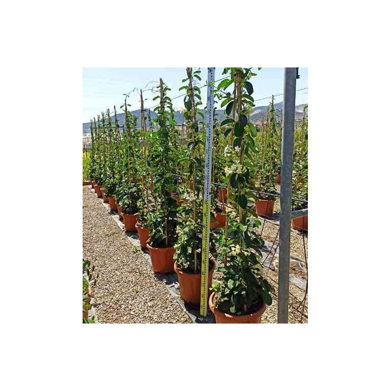 Stephanotis floribunda (jasmin de Madagascar)