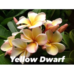 Plumeria rubra "Jaune nain" (frangipanier)