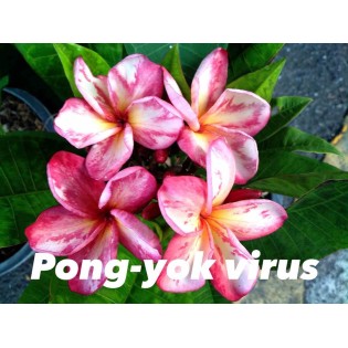 Plumeria rubra "Virus Pong yok" (frangipanier)