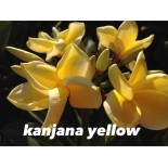 Plumeria rubra "Kanjana Yellow" (frangipanier)