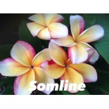 Plumeria rubra "Somline" (frangipanier)