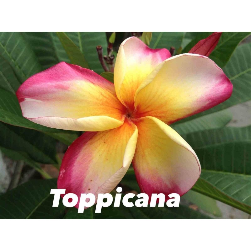 Plumeria rubra "Toppicana" (frangipanier)