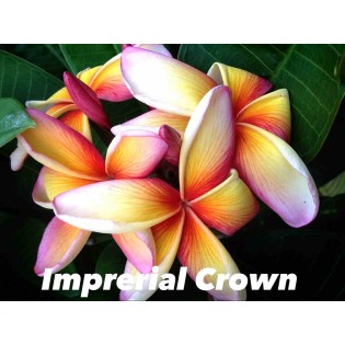 Plumeria rubra "Imperial crown" (frangipanier)