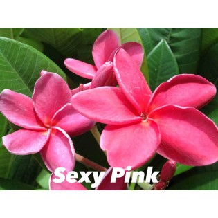 Plumeria rubra "Sexy pink" (frangipanier)