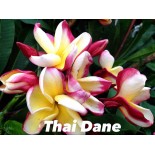 Plumeria rubra "Thai Dane" (frangipanier)