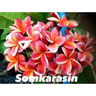 Plumeria rubra "Somkarasin" (frangipanier)