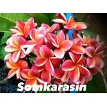 Plumeria rubra "Somkarasin" (frangipanier)