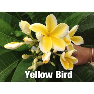 Plumeria rubra "Oiseau jaune" (frangipanier)