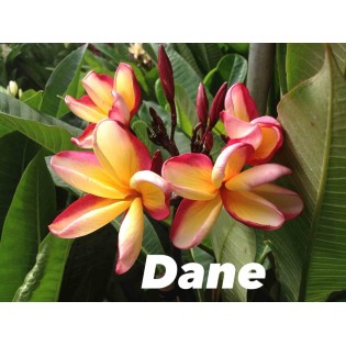 Plumeria rubra "Dane" (frangipanier)