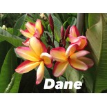 Plumeria rubra "Dane" (frangipanier)