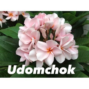 Plumeria rubra "Udomchok" (frangipanier)