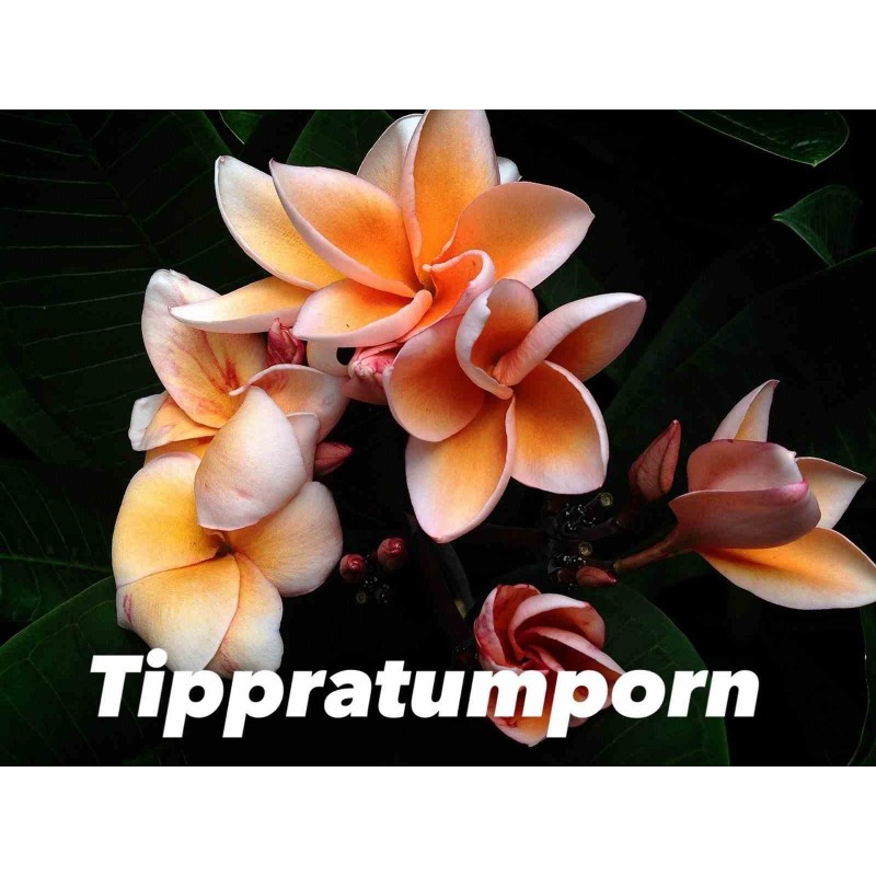 Plumeria rubra "Tippratumporn" (frangipanier)