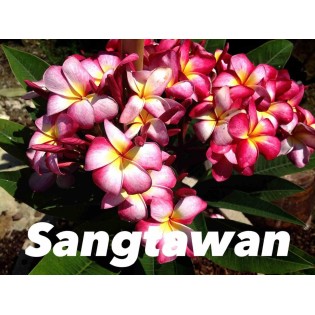 Plumeria rubra "Sangtawan" (frangipanier)