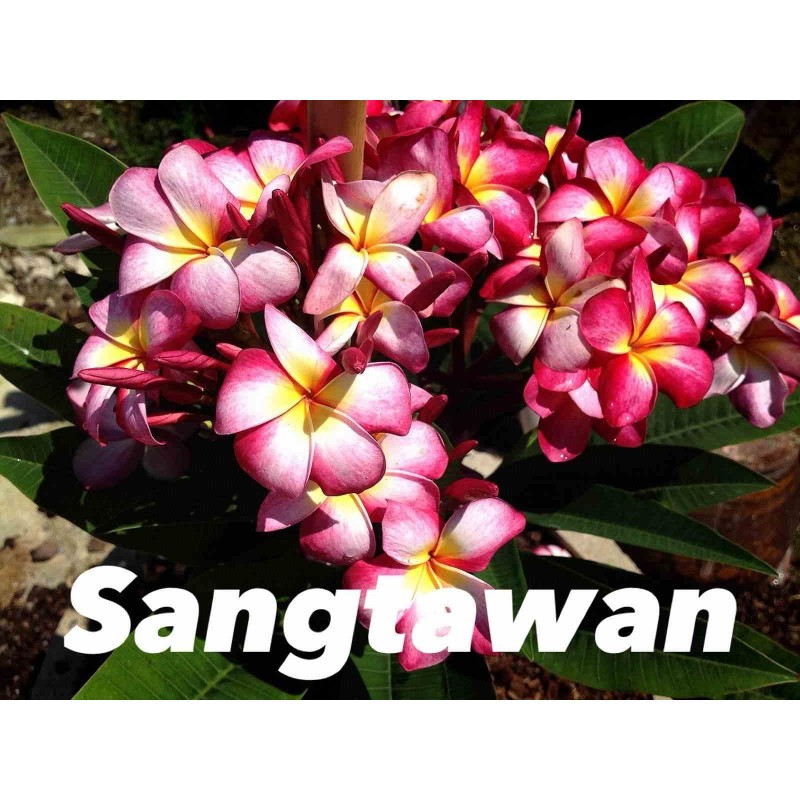 Plumeria rubra "Sangtawan" (frangipanier)