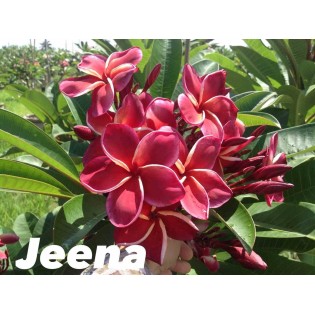 Plumeria rubra "Jeena" (frangipanier)