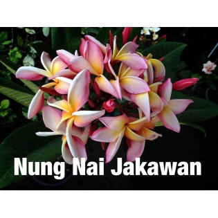Plumeria rubra "Nung Nai Jakawan" (frangipanier)