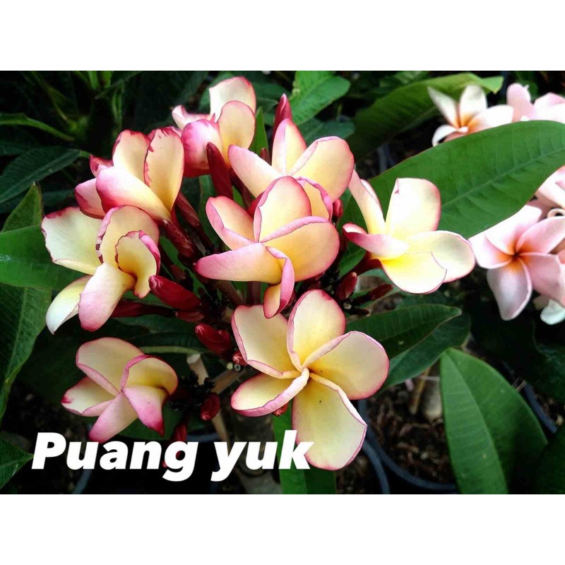 Plumeria rubra "Puang Yuk" (frangipanier)