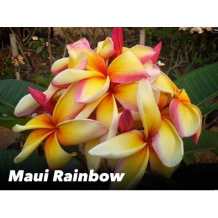 Plumeria rubra "Maui arc-en-ciel" (frangipanier)
