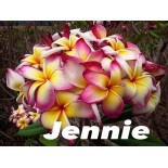 Plumeria rubra "Jennie" (frangipanier)