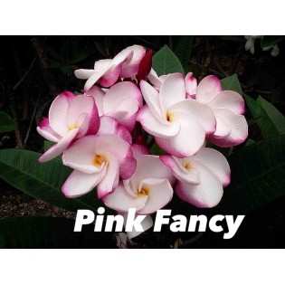 Plumeria rubra "Pink Fancy" (frangipanier)