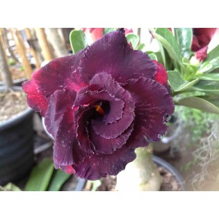 Adenium obesum cv.Ammata