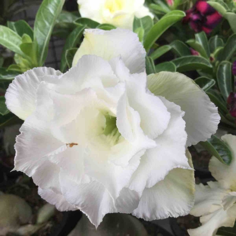 Adenium obesum cv.Ang Snow