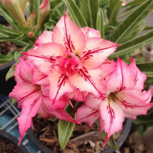 Adenium obesum cv.Arrow