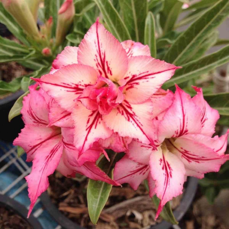 Adenium obesum cv.Arrow