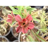 Adenium obesum cv.Baby Rose
