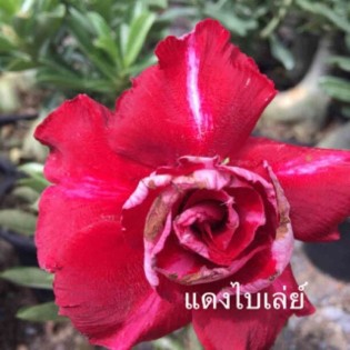 Adenium obesum cv.Bai Lay rouge