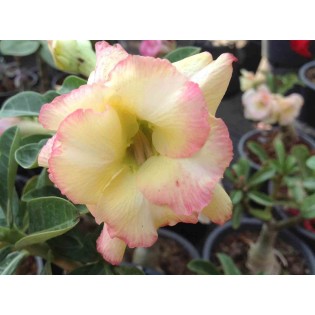 Adenium obesum cv.Banburi yellow