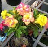 Adenium obesum cv.Banburi