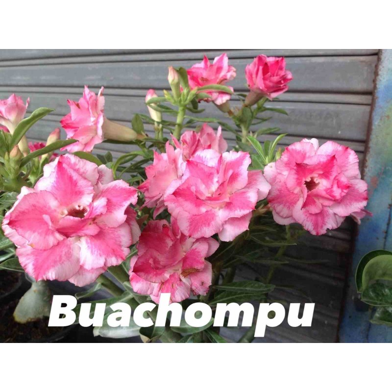 Adenium obesum cv. Bauchompu