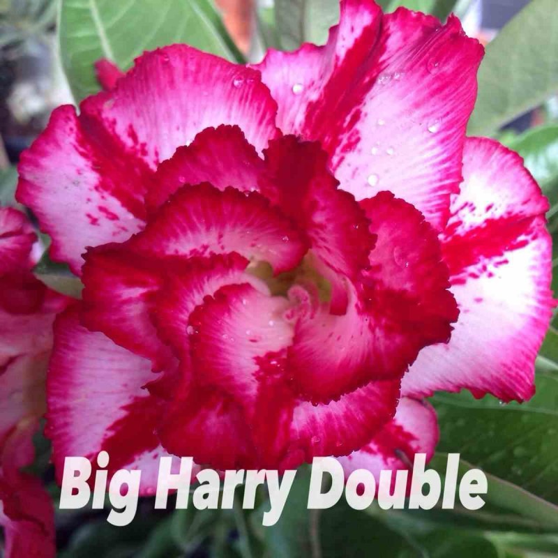 Adenium obesum cv.Big Harry double