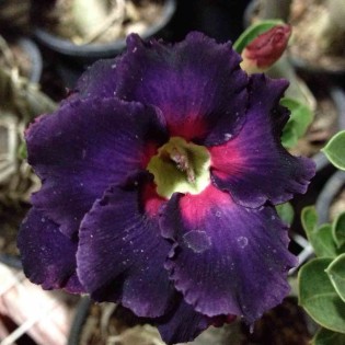 Adenium obesum cv.Black Boader