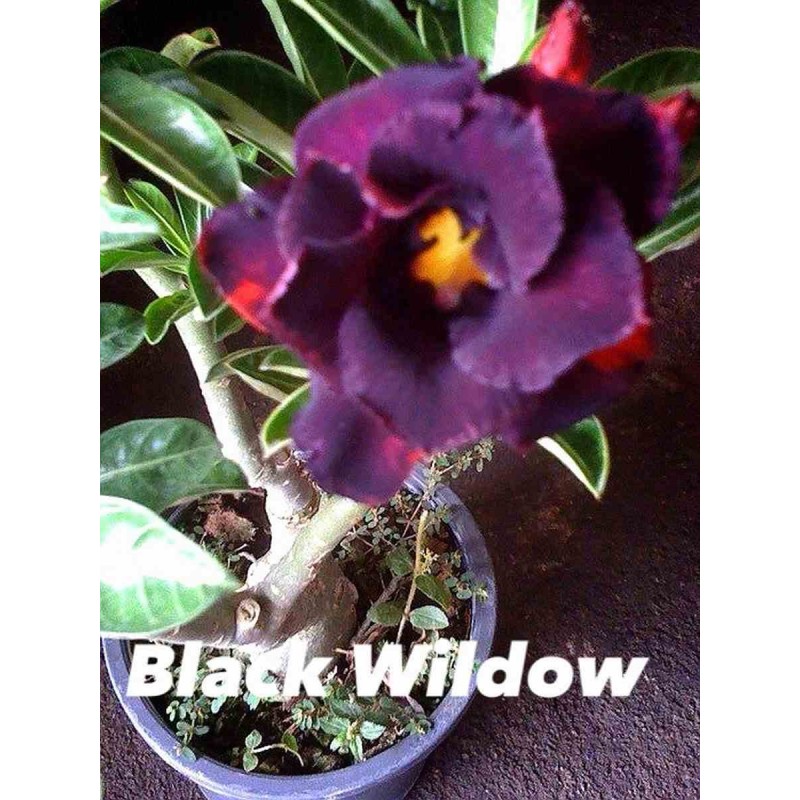 Adenium obesum cv.Black wildow