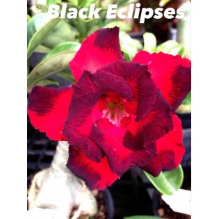 Adenium obesum cv.Black Rahoo