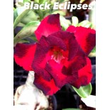 Adenium obesum cv.Rahoo noir