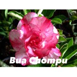 Adenium obesum cv.Buachompu