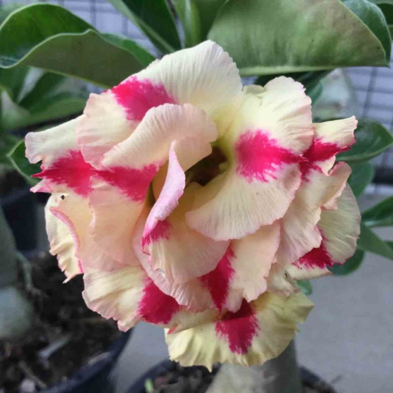 Adenium obesum cv.Butterfly dream