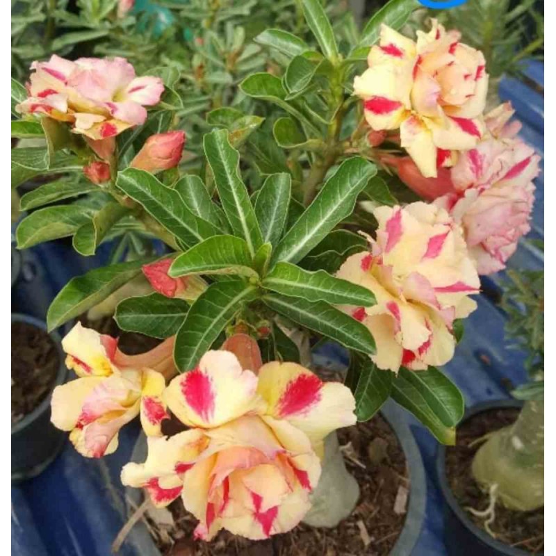 Adenium obesum cv.Butterfly dream