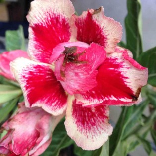 Adenium obesum cv.Chock Amnuay 