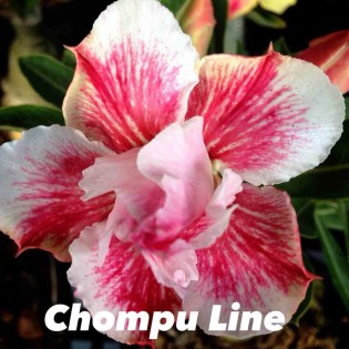 Adenium obesum cv Ligne Chompu