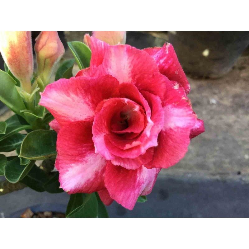 Adenium obesum cv Dang Bailay