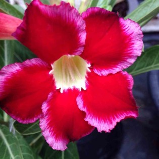 Adenium obesum cv.Dang Suda