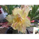 Adenium obesum cv.Daowthong