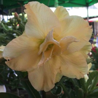Adenium obesum cv.Golden dragon