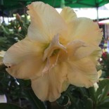 Adenium obesum cv.Golden dragon